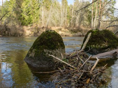 Bahar Ormanı Nehir Kayaları Manzarası, Bahar Ormanı 'nda Vahşi Nehir Kayaları, Abuls Nehri, Letonya