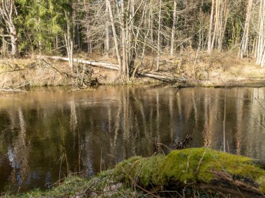 Baharın başlarında nehir manzarası, nehir kıyısında kuru çimenler ve eski sazlıklar yapraksız ağaçlar, suda güzel bulut yansımaları.