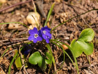 Vahşi doğada ilk mavi bahar çiçeklerinin olduğu resim, çiçeğin rengi gri arkaplanda göze çarpar.