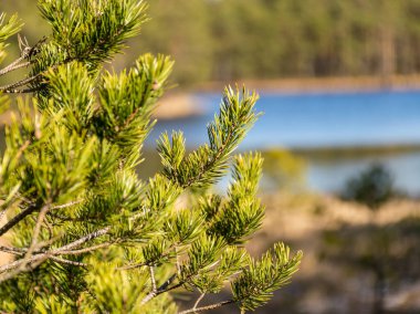 Bulanık göl arka planında ön planda çam dalı olan bir fotoğraf.