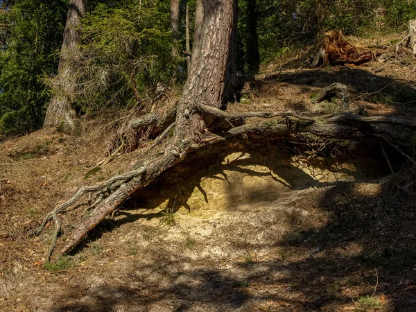 Picture Thick Pine Roots Pronounced Shadows — Stock Photo, Image
