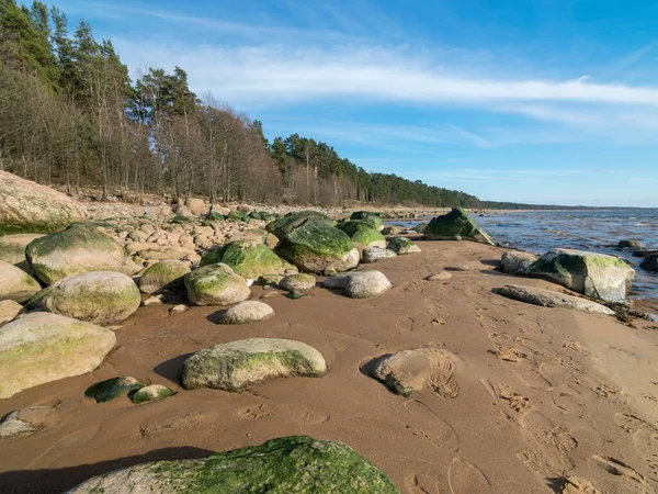 Морський Мис Зеленими Камінцями Передньому Плані Vidzeme Stony Seashore Латвія — стокове фото