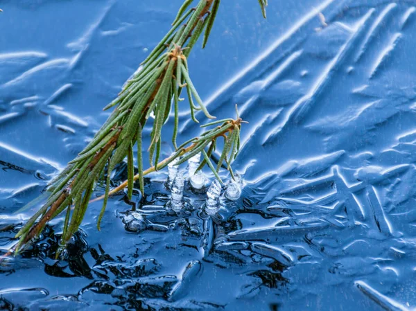 Moorlandschaft Zeitigen Frühling Eis Gefrorenes Moorgras Purezers Puikule Lettland — Stockfoto