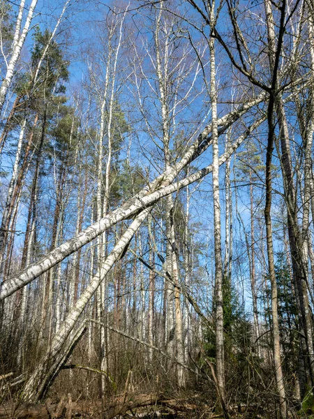 Paesaggio Con Foresta Selvaggia Alberi Rovesciati Dopo Una Tempesta — Foto Stock