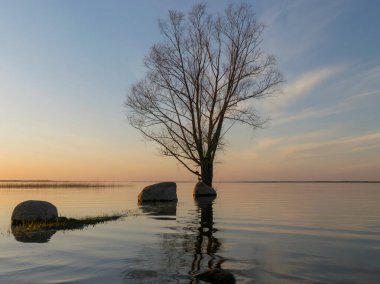 Gölde gün batımı vahşi ağaç silueti ve taşlar, gündoğumu yansıması, Burtnieki Gölü, Letonya