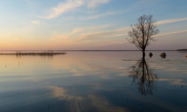 Gölde gün batımı vahşi ağaç silueti, gündoğumu yansıması, Burtnieki Gölü, Letonya