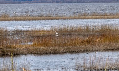 Kuja nehri üzerindeki Masonry köprüsü, açık mavi gökyüzü ile güneşli bir bahar günü, geçen yılın çimleriyle kaplanmış küçük bir nehrin kıyıları. Sudaki ağaç yansımaları, Kuja nehri, Letonya