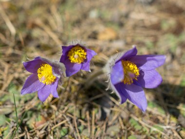 Kuja nehri üzerindeki Masonry köprüsü, açık mavi gökyüzü ile güneşli bir bahar günü, geçen yılın çimleriyle kaplanmış küçük bir nehrin kıyıları. Sudaki ağaç yansımaları, Kuja nehri, Letonya