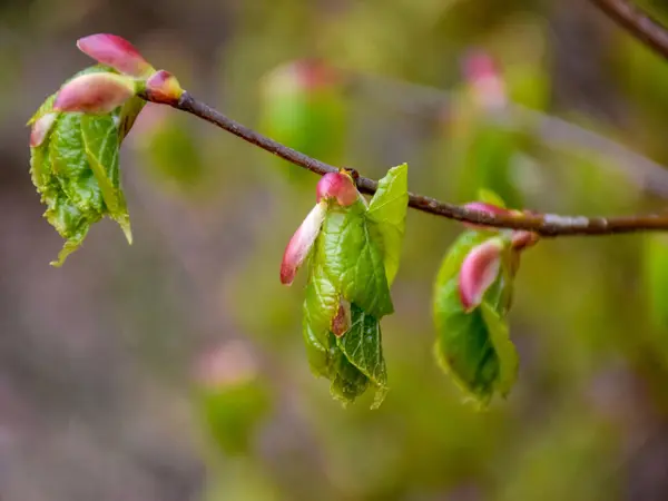 Beau Fragment Bourgeon Sur Fond Flou Début Printemps Mise Point — Photo