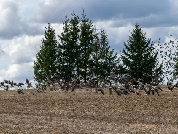 Murowany Most Nad Rzeką Kuja Słoneczny Dzień Wczesną Wiosną Jasnym — Zdjęcie stockowe