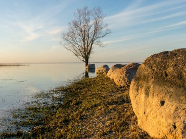 Gölde gün batımı vahşi ağaç silueti ve taşlar, gündoğumu yansıması, Burtnieki Gölü, Letonya
