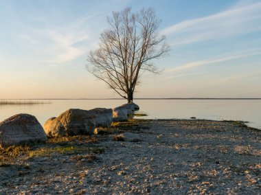 Gölde gün batımı vahşi ağaç silueti ve taşlar, gündoğumu yansıması, Burtnieki Gölü, Letonya