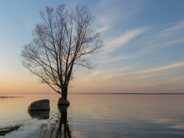 Gölde gün batımı vahşi ağaç silueti, gündoğumu yansıması, Burtnieki Gölü, Letonya