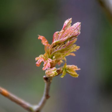 Bulanık bir arkaplanda güzel bir tomurcuk parçası, ilkbaharın başlarında, seçici bir odak noktası
