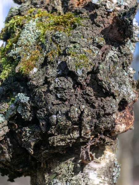 Bir Huş Ağacında Bir Ağaçta Huş Ağacında Mantar Chaga Oxidoreduction — Stok fotoğraf