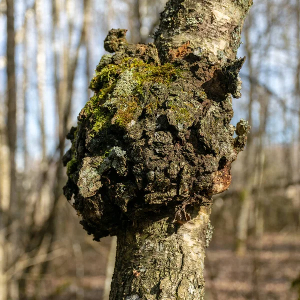 Bir Huş Ağacında Bir Ağaçta Huş Ağacında Mantar Chaga Oxidoreduction — Stok fotoğraf