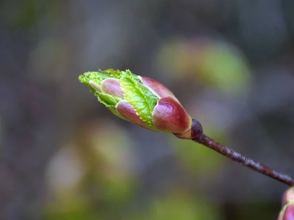 Schönes Knospenfragment Auf Verschwommenem Hintergrund Früher Frühling Selektiver Fokus — Stockfoto