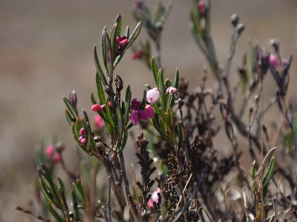 Les Fleurs Floues Vertes Des Bourgeons Foliaires Des Airelles Sauvages — Photo