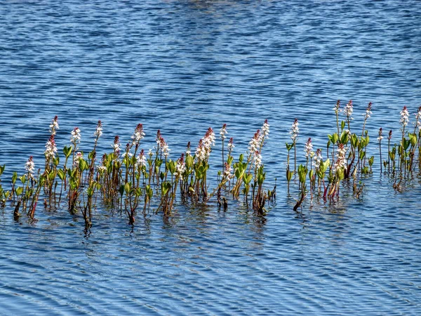 Первые Цветы Болотного Озера Красивый Розовый Цвет Вода Озера Битая — стоковое фото