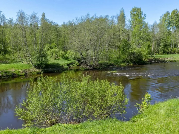 Renkli Bahar Yeşiliyle Manzara Güzel Nehir Kıyısı — Stok fotoğraf