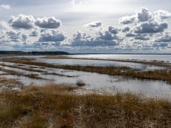 flooded lake shore, overgrown with last year\'s reeds and bushes, bird migration, beautiful cumulus clouds, Silzemnieki meadows, Burtnieki, Latvia
