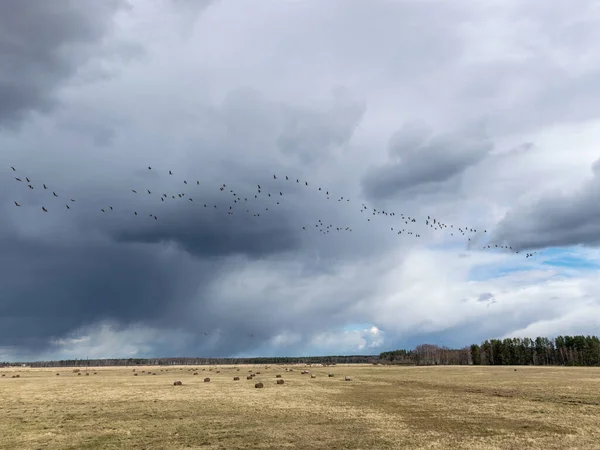 Piękne Chmury Cumulus Niebie Mnóstwo Latających Gęsi Migracja Ptaków Wiosną — Zdjęcie stockowe