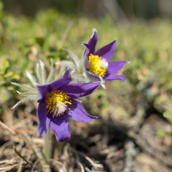 Mooie Paarse Pluizige Bloem Pulsatilla Patens Pulsatilla Patens Het Voorjaarsbos — Stockfoto