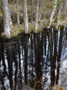 Küçük vahşi bir nehir manzarası, kurumuş, eski çimlerle ve devrilmiş ağaçlarla kaplı nehir kıyıları, yeşilliksiz ilkbahar başları.