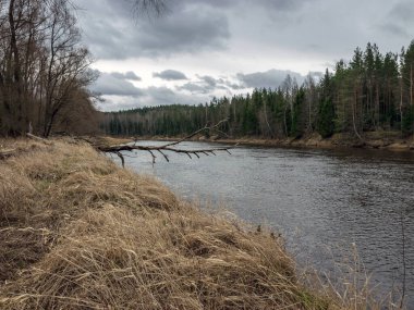 Bahar sabahının erken saatlerinde nehir manzarası, kurumuş dallar ve nehir kıyılarını kaplayan kuru otlar.