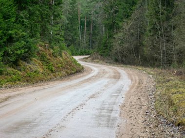 Islak toprak bir yolun geçtiği ladin ormanı olan bir manzara.