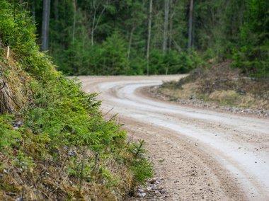 Islak toprak bir yolun geçtiği ladin ormanı olan bir manzara.