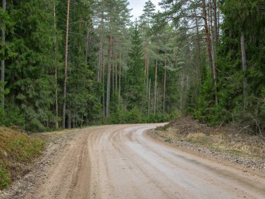 Islak toprak bir yolun geçtiği ladin ormanı olan bir manzara.