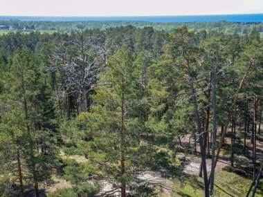 Gözlem kulesinden ormana, bataklığa, dumanlı arka plana kadar...