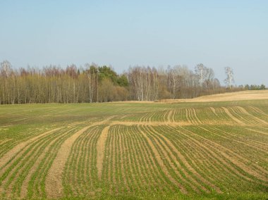 Güneşli bahar manzarası kırsal alan, ilkbahar başlangıcı