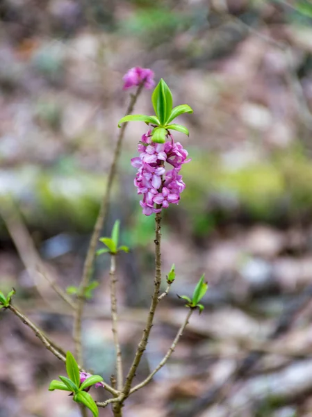 Las Primeras Flores Primavera Bosque Sobre Fondo Borroso Del Bosque — Foto de Stock