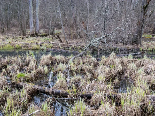Divoká Krajina Staré Stromy Špinavý Rybník Stará Suchá Tráva Zataženo — Stock fotografie