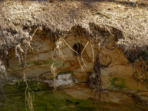 Obrázek Pískovcovou Stěnou Kořeny Stromů Jeskyně Pokrytá Mechem Lišejníky — Stock fotografie