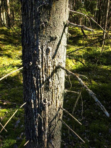 Una Goccia Resina Albero Essiccato Colore Grigio Resina Scorre Albero — Foto Stock