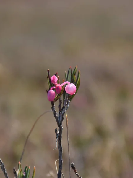 Kędzierzawe Zielone Pąki Liści Różowe Dzikie Kwiaty Borówki Rosnące Wczesną — Zdjęcie stockowe