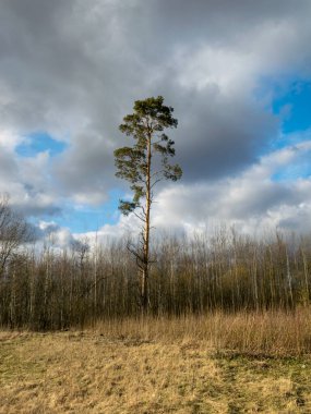 Yalnız çam manzarası, güzel gökyüzü ve bulutlar, ilkbaharın başlarında