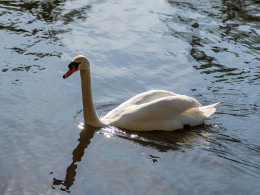 Gölde beyaz kuğu olan manzara, suda kuş silueti
