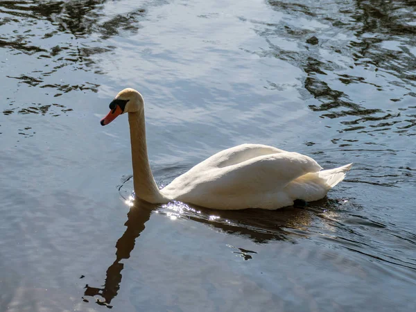 湖に白白鳥 水に鳥のシルエット — ストック写真