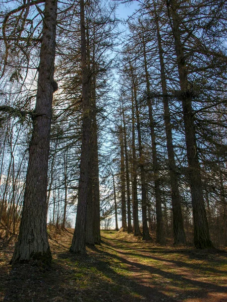 Silhuetas Árvores Escuras Fundo Paisagem Florestal Primavera Floresta — Fotografia de Stock