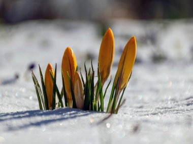 İlkbaharda güzel kır çiçekleri eşliğinde yakın çekim manzarası, karlar içinde çiçek açıyor.