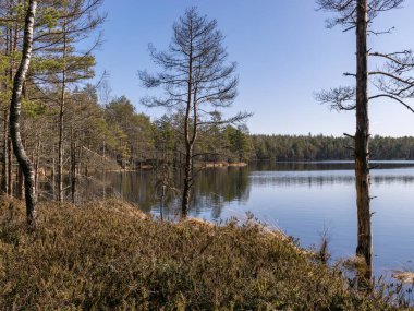 Bataklık gölü, bataklık bitkisi desenli güneşli bahar sabahı manzarası