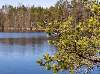 Arka planda bataklık göllerinde bahar manzarası, ön planda ağaç dalları