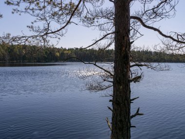 Bataklık çamından bir silueti olan manzara, bataklık gölünde bahar sabahı,