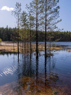 Bataklık gölü manzarası, ön planda bataklık çimi dokusu, güneşli bir bahar sabahı