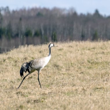 Baharın başında mısır gevreği tarlasında vinçli manzara, kuş göçü.