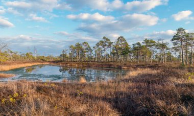 Harika bataklık manzarası, güzel bataklık gölleri, çamlar, bataklık otları ve yosunlar. Bataklık suyundaki bulut yansımaları, Letonya 'daki Kemeri bataklığının ilk baharları